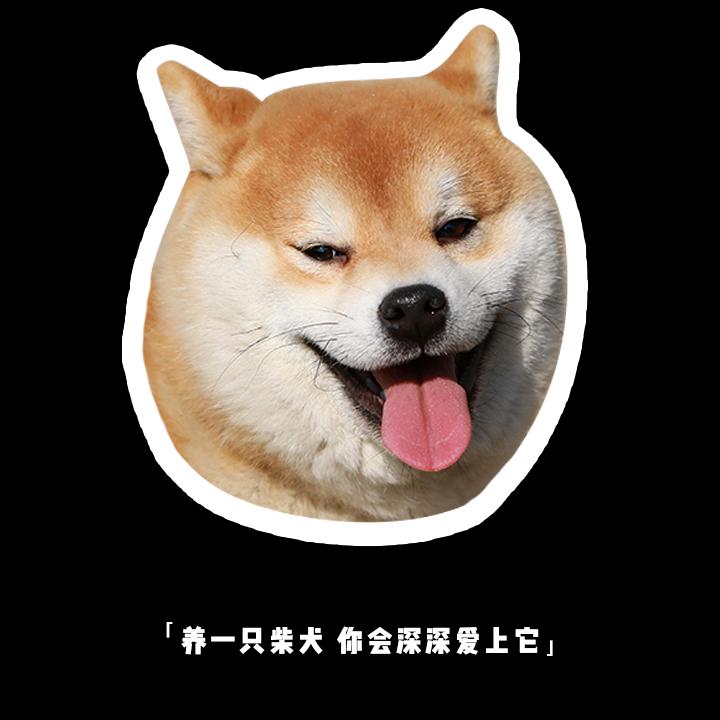 喵七七的柴九九