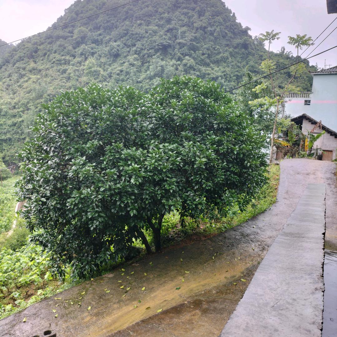 单身一个
