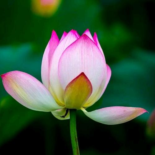 香格里拉