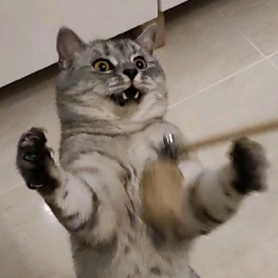 暴躁猫咪小西瓜