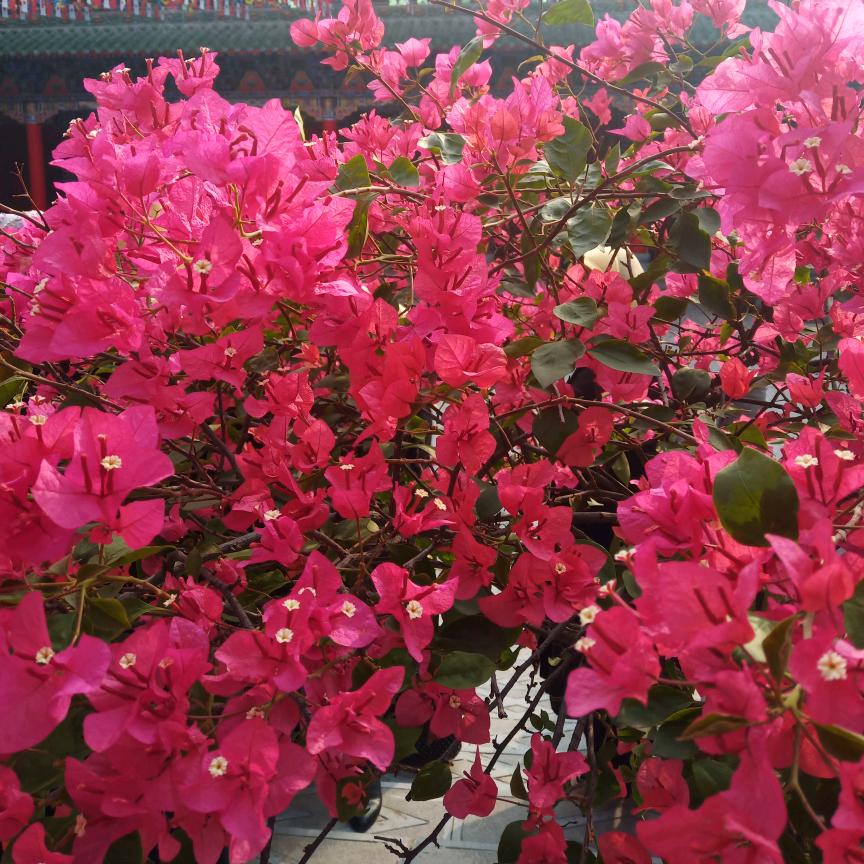 木子