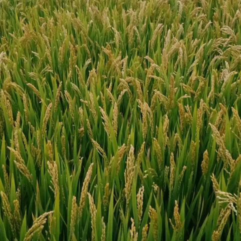 善良并不代表傻