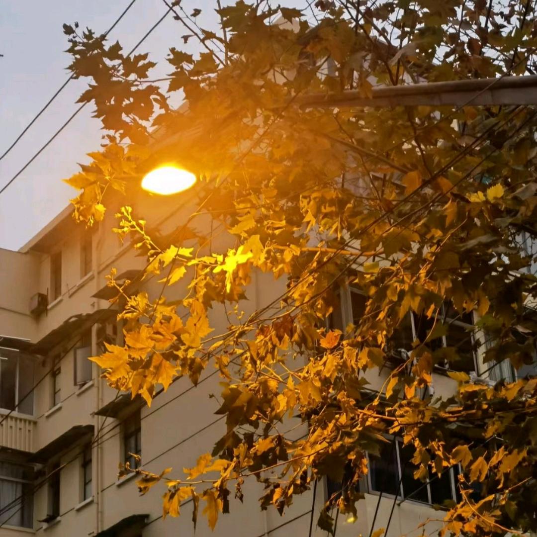 北方翠柳（云）