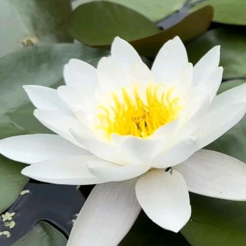 （仁案）