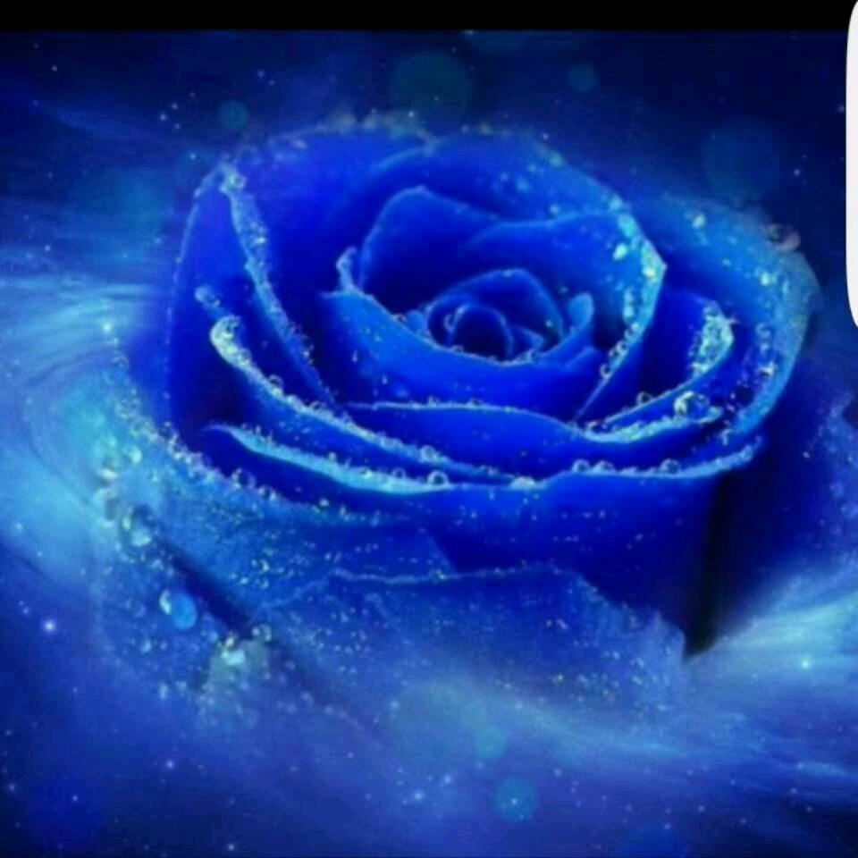 兰玫瑰（拒绝私聊）