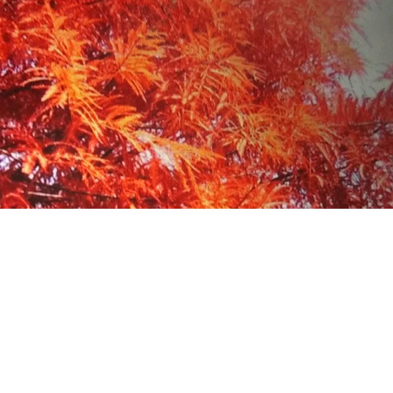 心缘