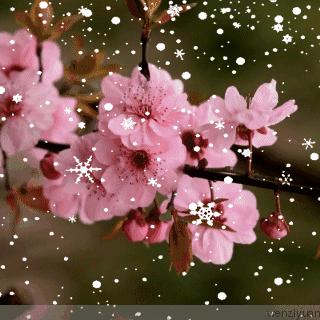 梅花巾