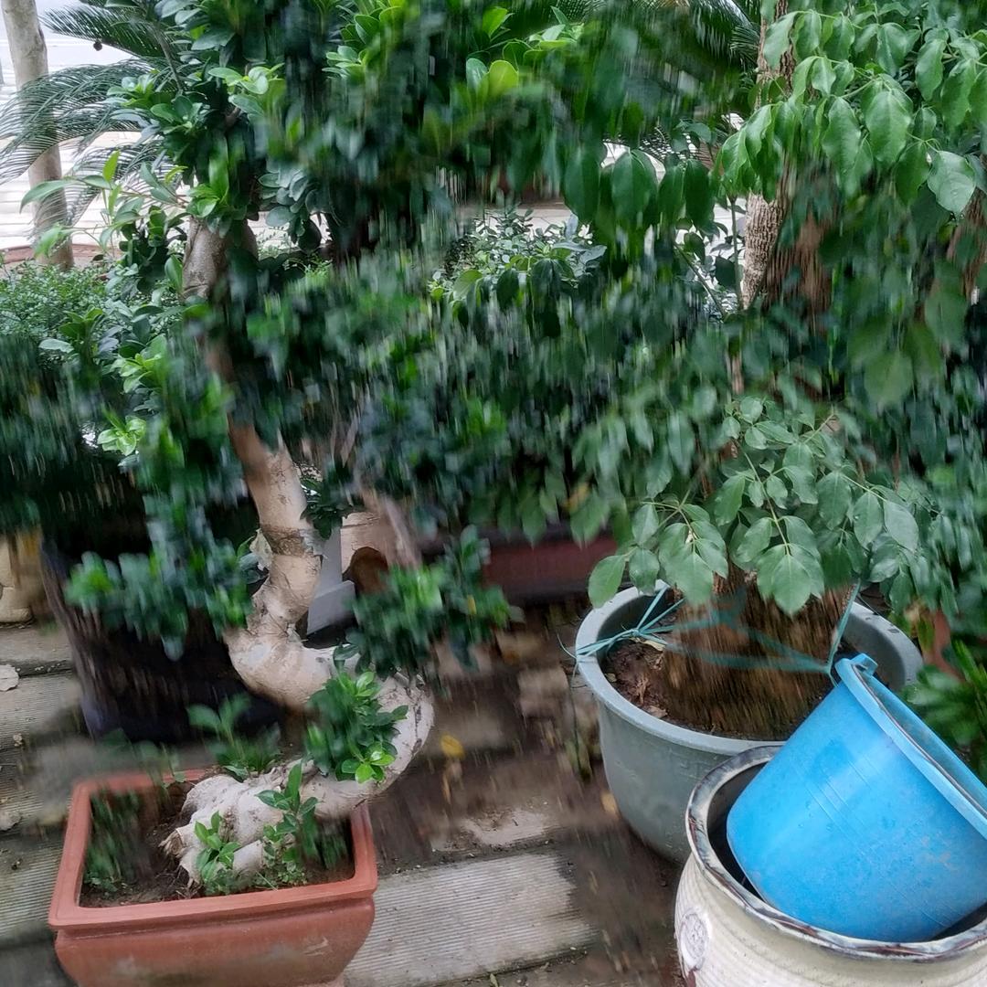 花卉盆景霞