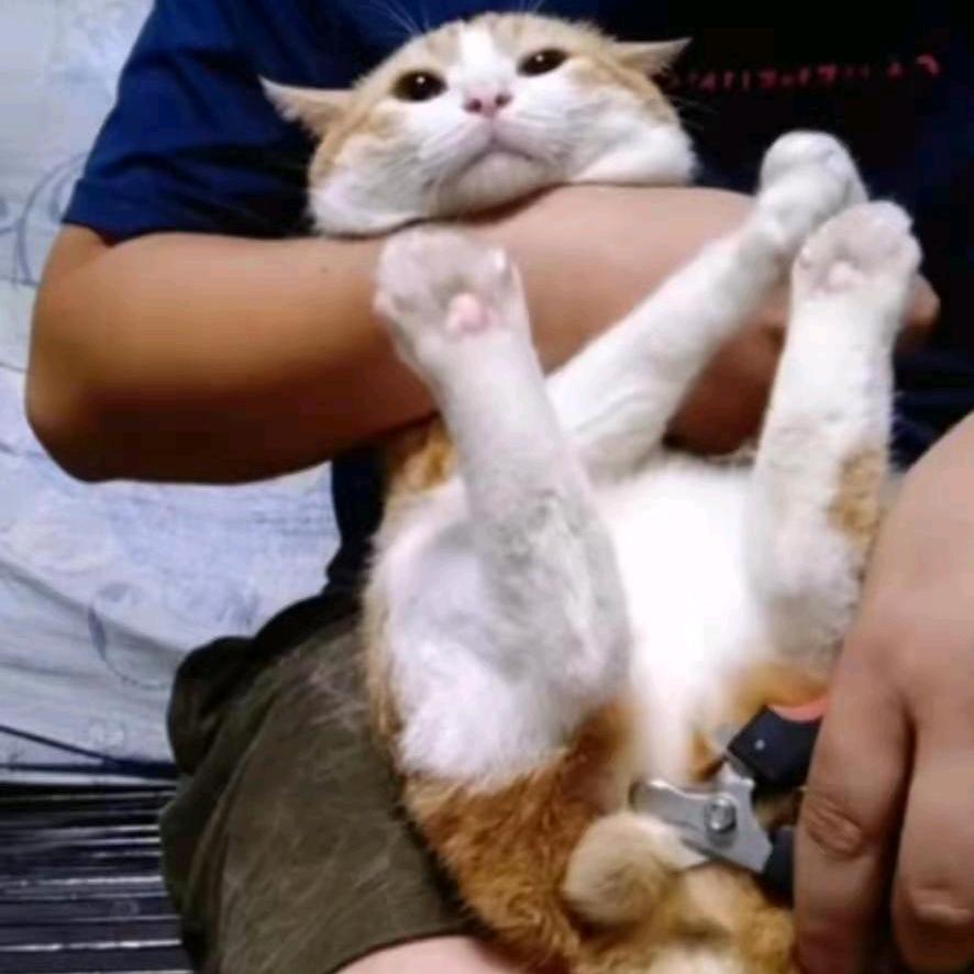 不产阳光的向日葵