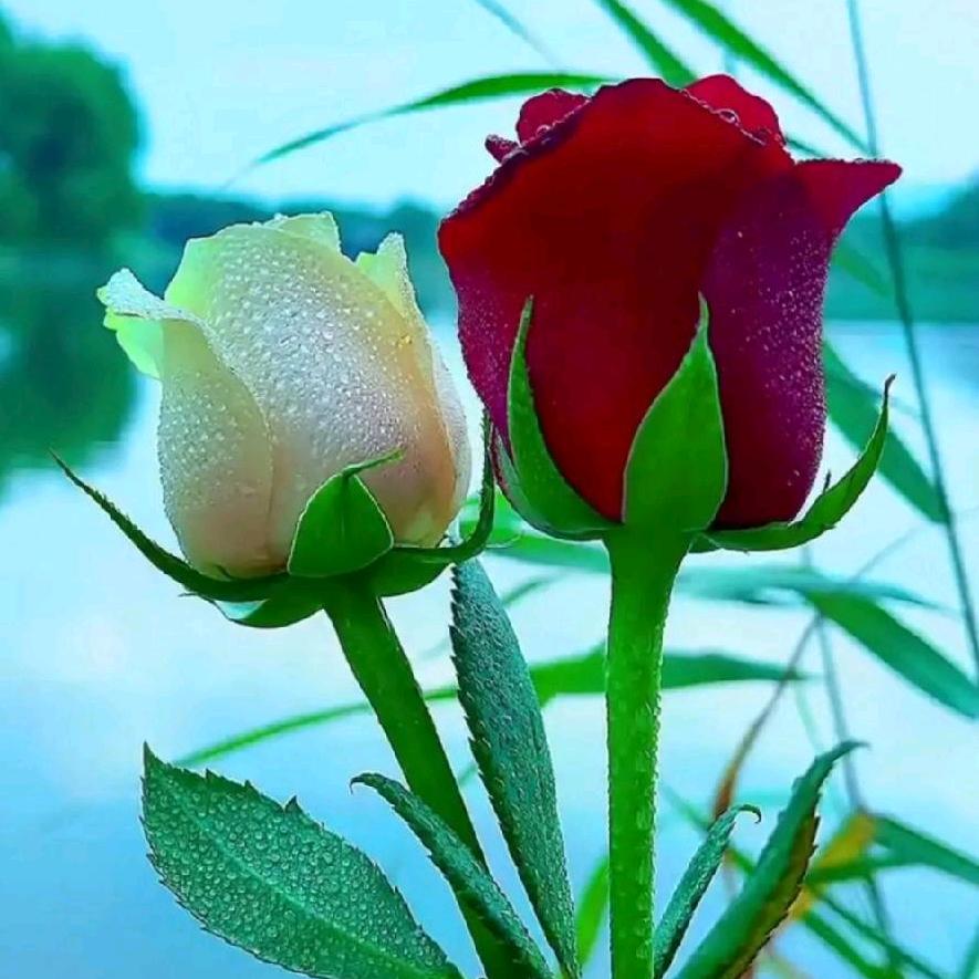 🍀薰衣草＆眼泪🍀