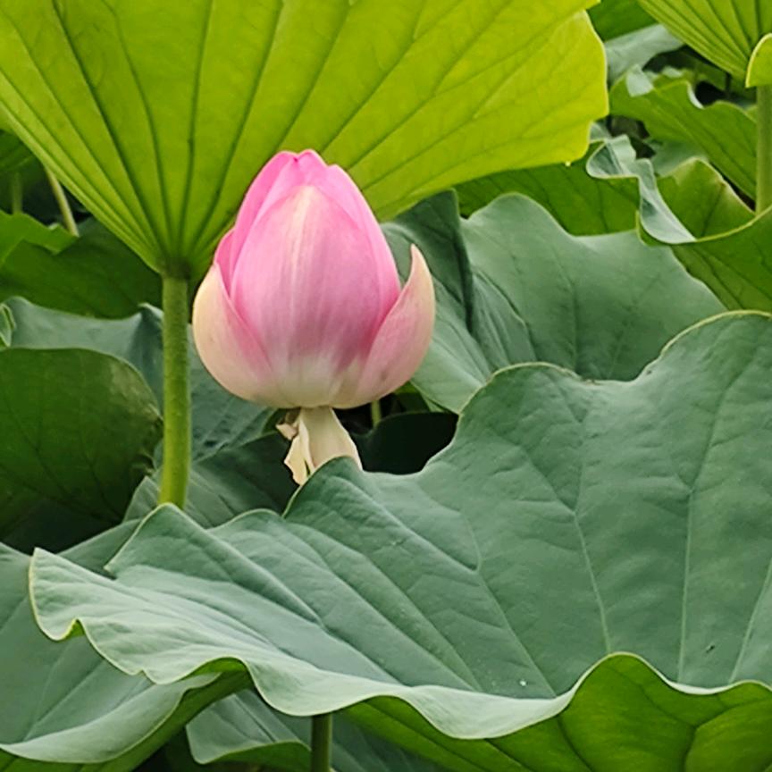 杨子