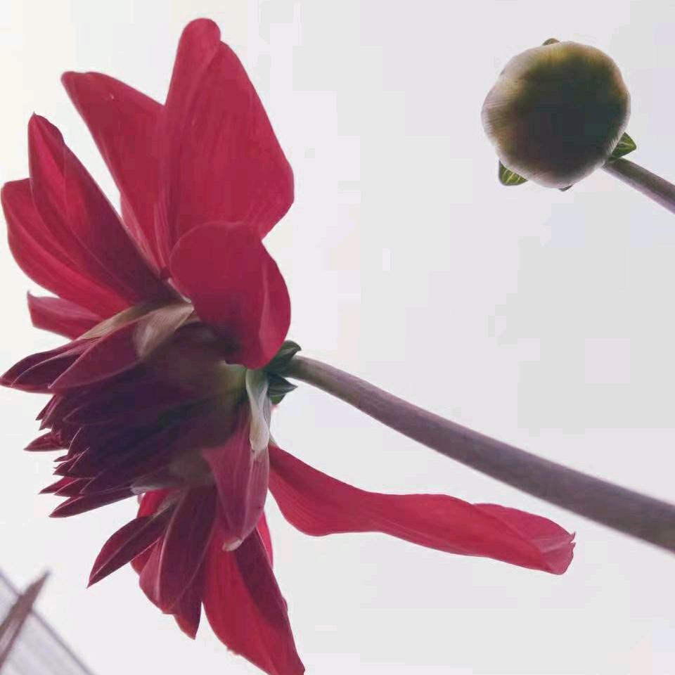 如意