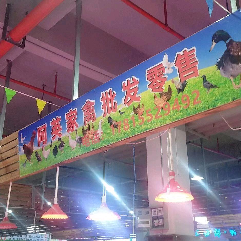 邵迷糊