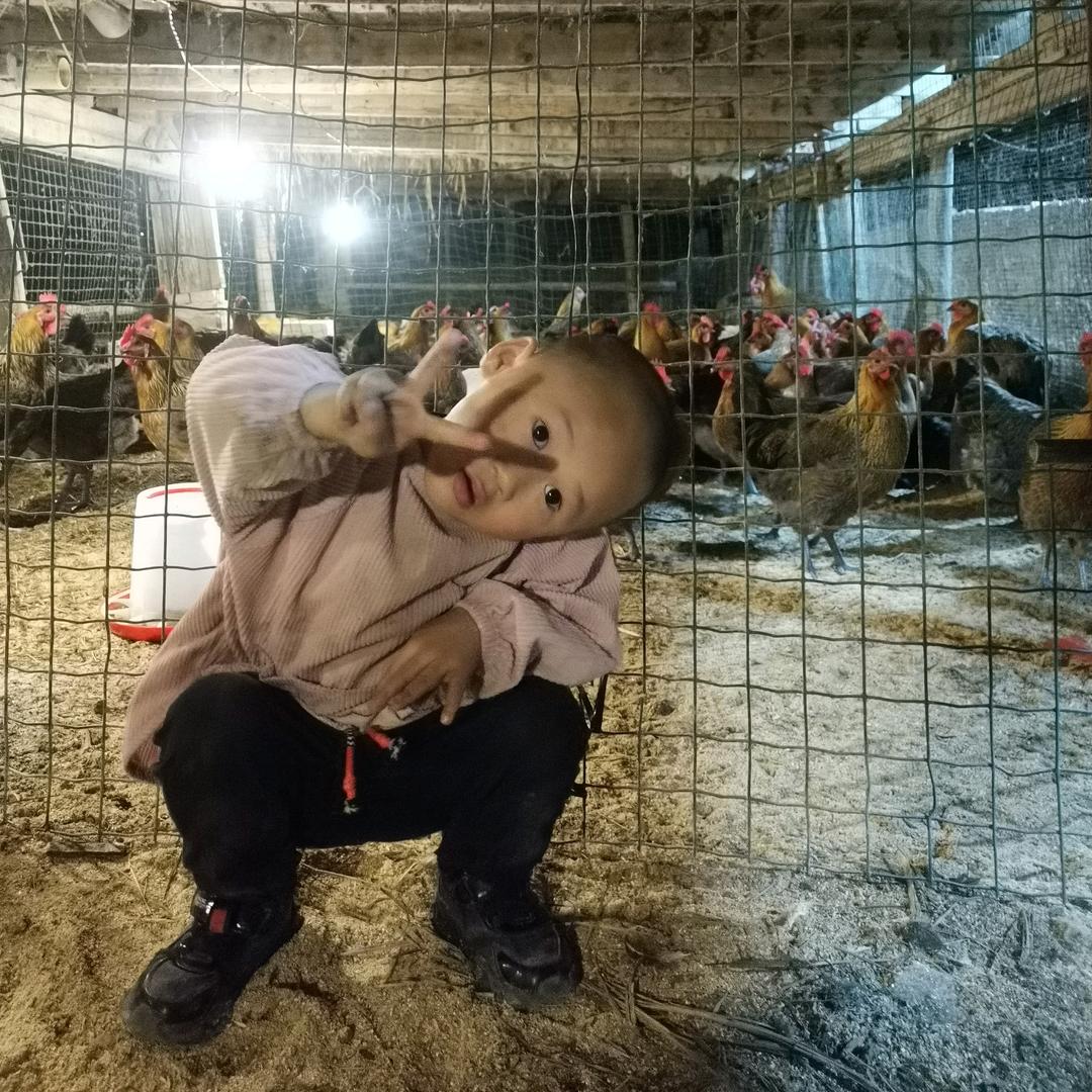 洛香鸡鸭鱼批发