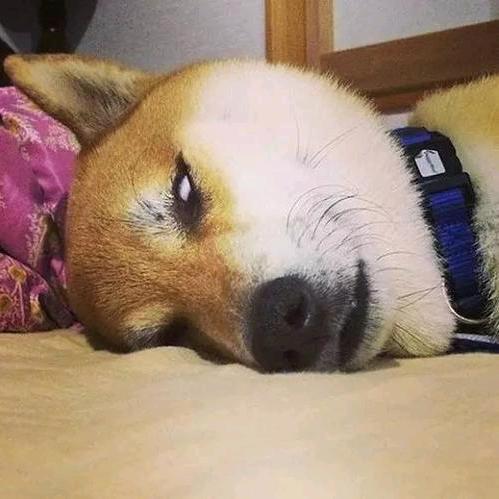 丿陈