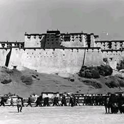 龙多坚参