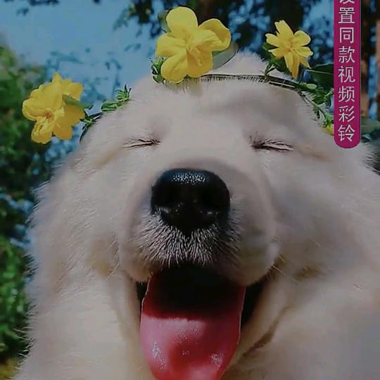 鹏少938601809