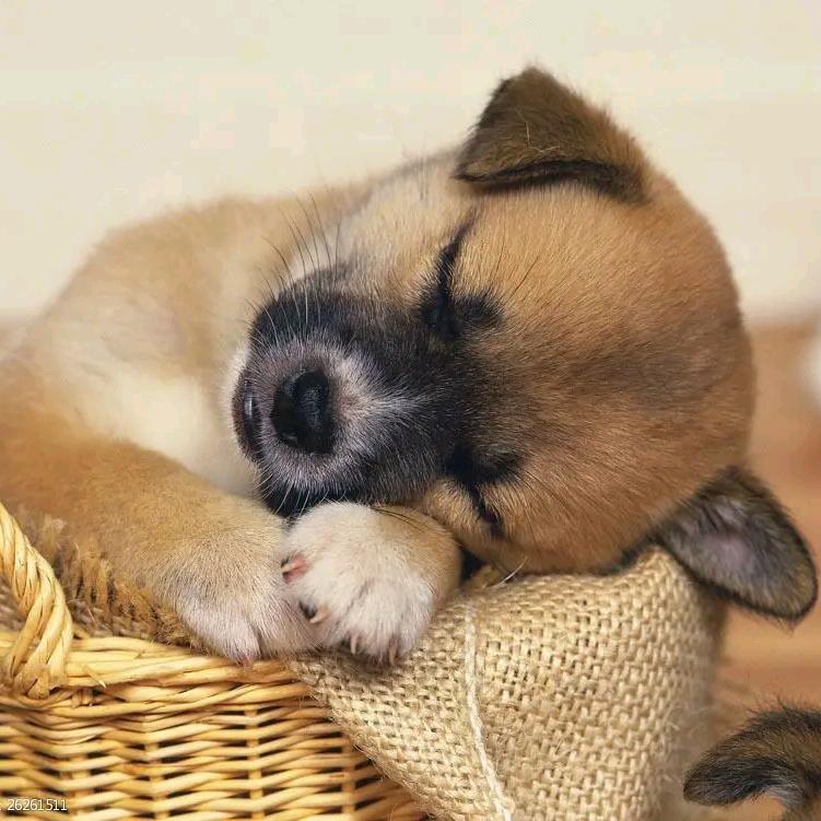 原来是派大星啊(*^_^*)