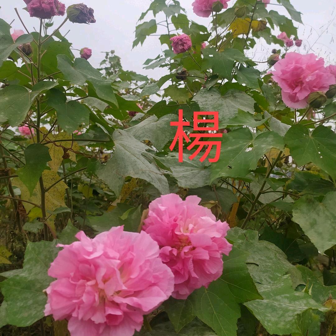 杨姐
