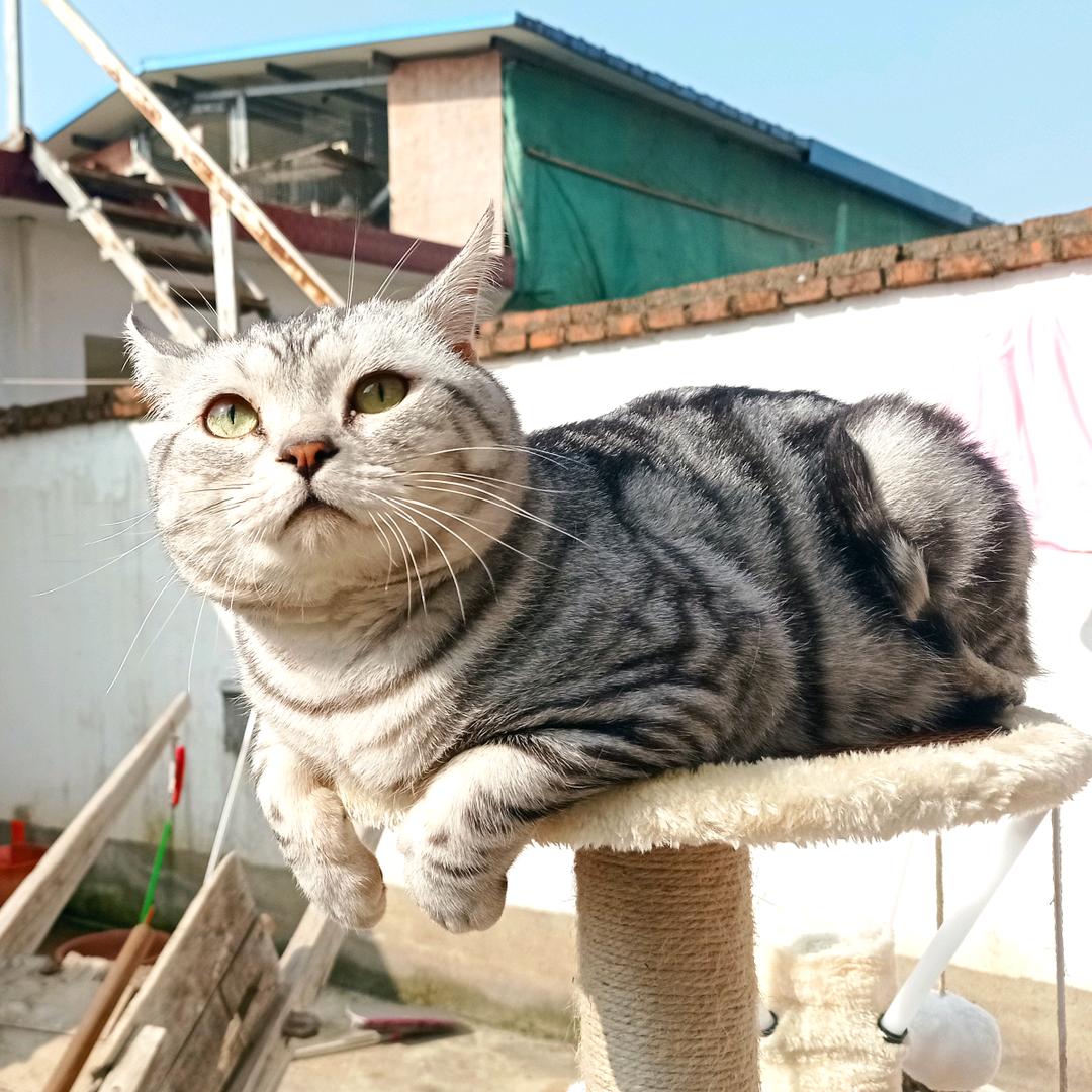 thinkflyer鸟鸟爱睡觉