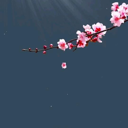 手捧一夜月光