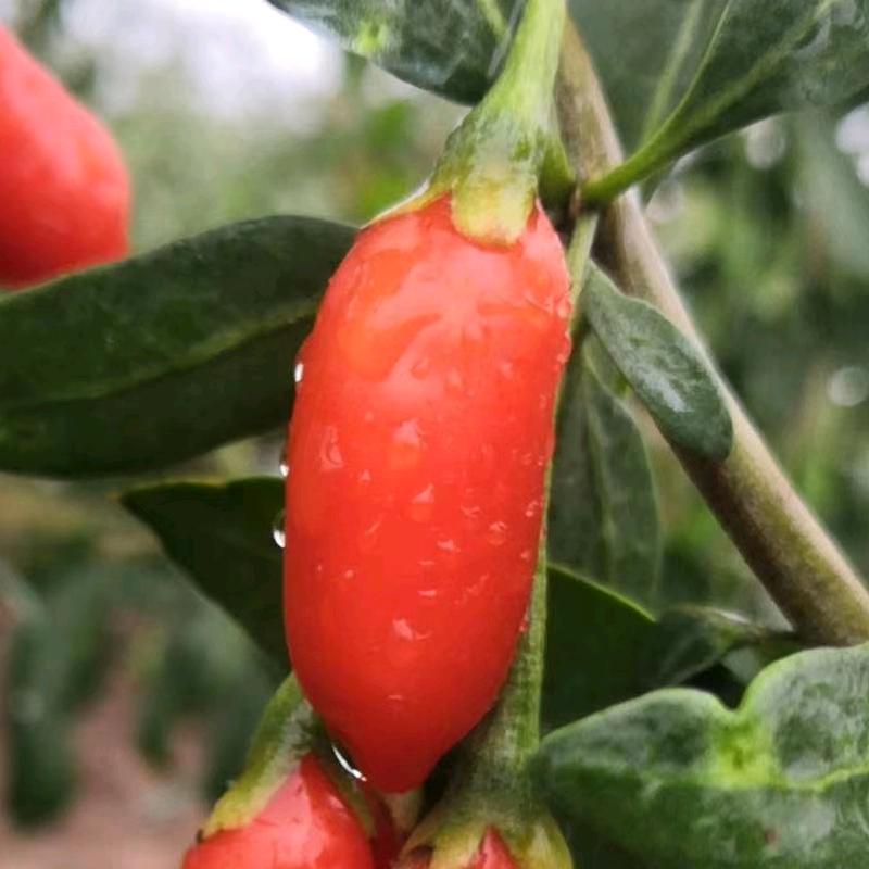 大野口张掖市大野口生态农业发展有限公司滋补养生专卖店