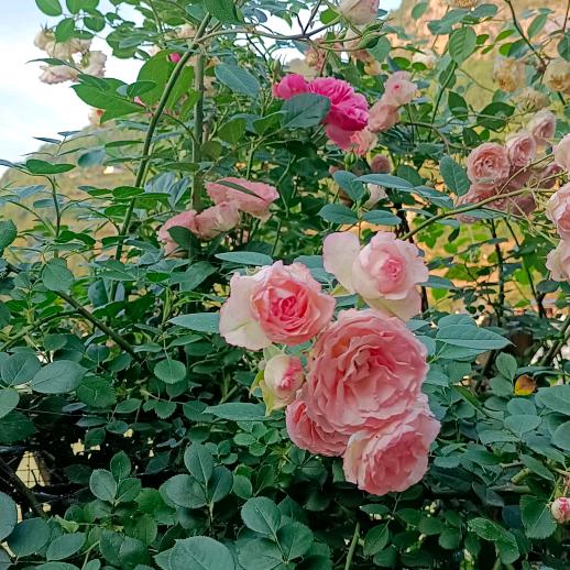 彭艳（销售鲜猪肉牛肉及办厨一条龙服务）