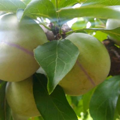 始兴县顿岗镇连姐家庭农场三华李种植基地