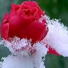 冰雪玫瑰