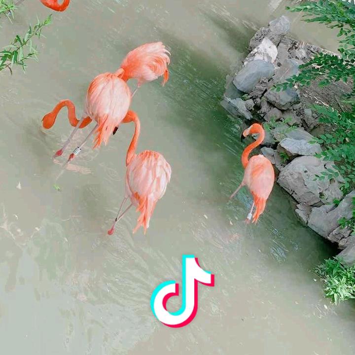 Kk
