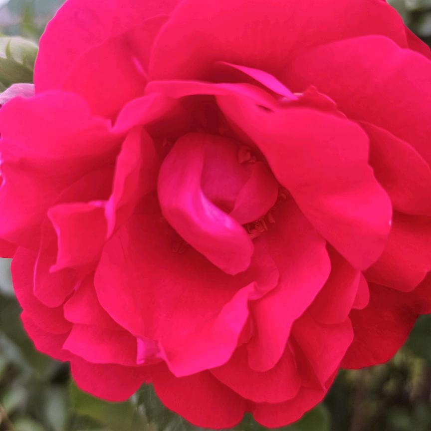 手机用户66482641513石头