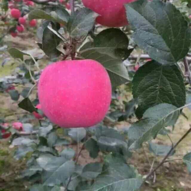 梦金