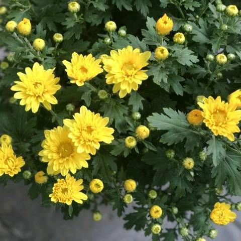 雪中送炭