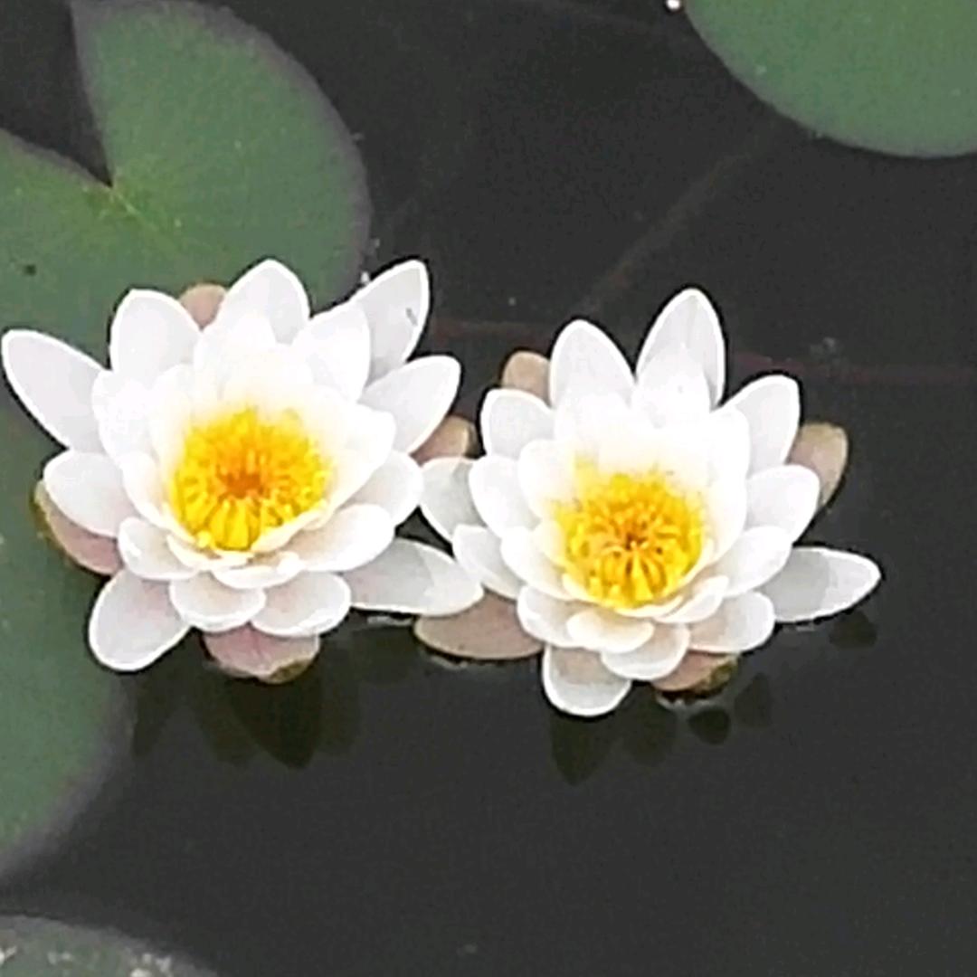蔷薇