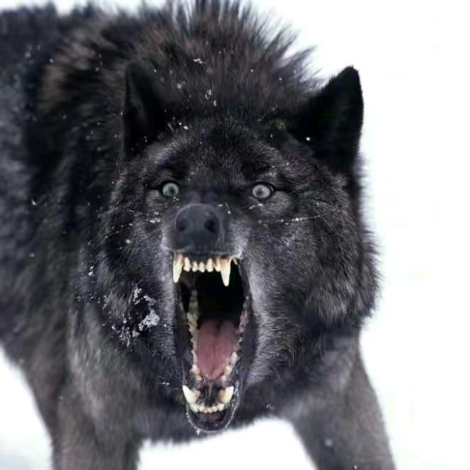 დ᭄ꦿ祥꧔ꦿ℘⸙