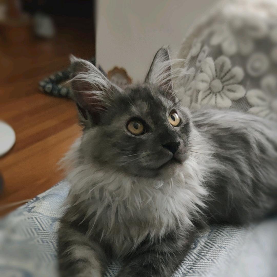 涵哥的猫