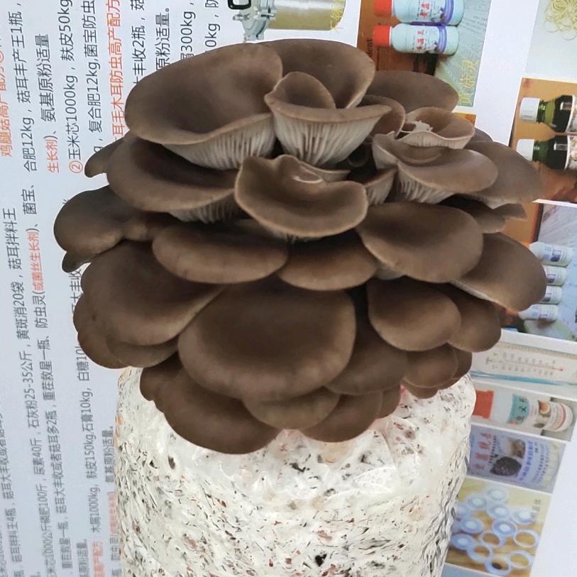 食用菌菌种物资