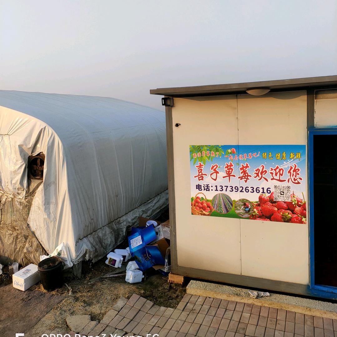 长丰喜子草莓采摘园
