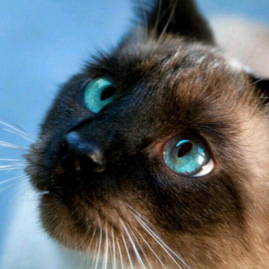 刘小壮，