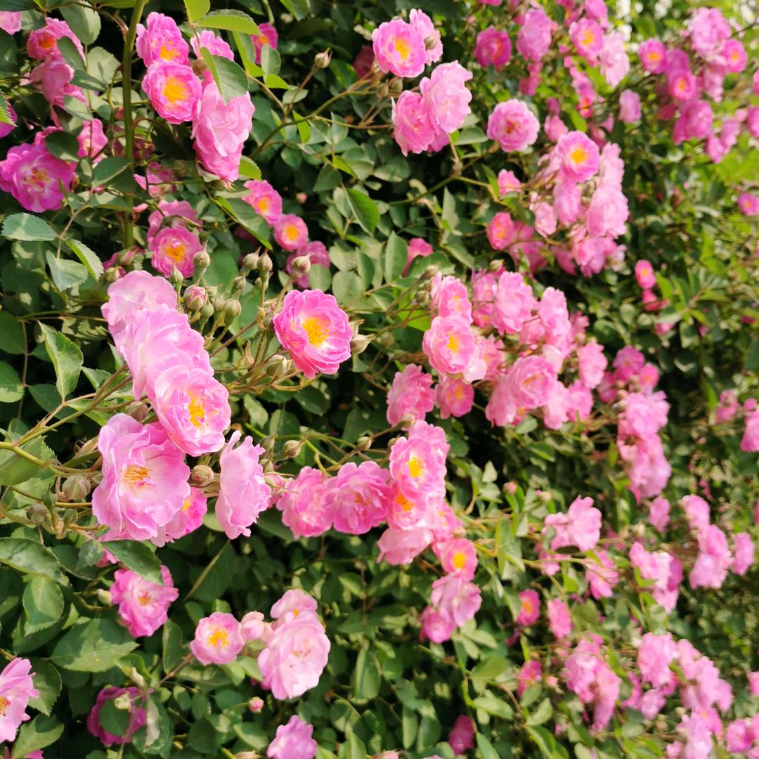 哈哈(ಡωಡ)hiahiahia