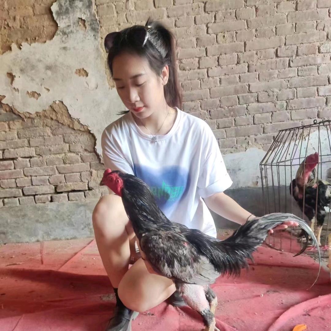 阿豪斗鸡，突击队