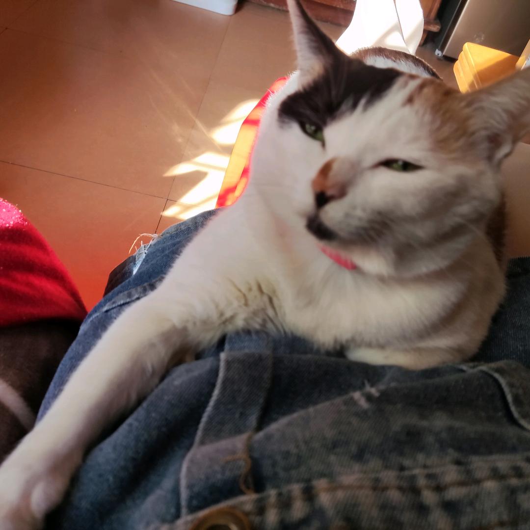 猪蜜蜜