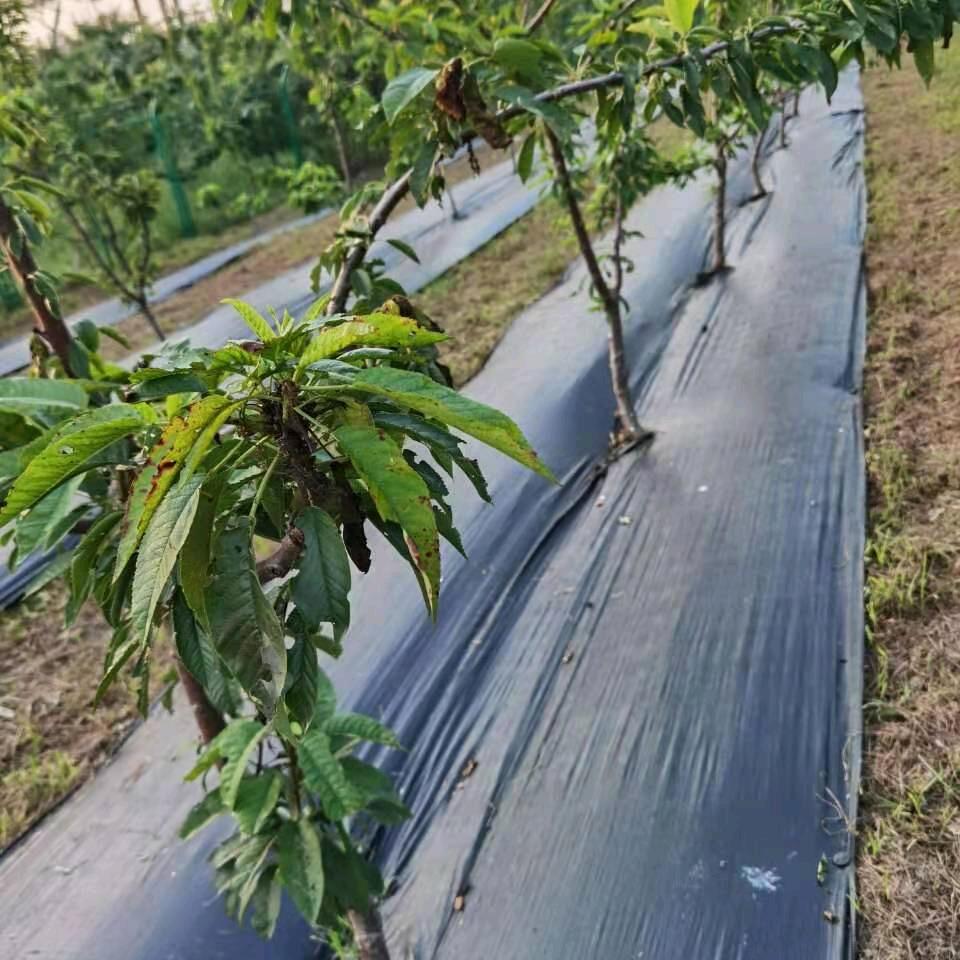 王布长【防草布·防渗布】