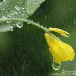 淘木水
