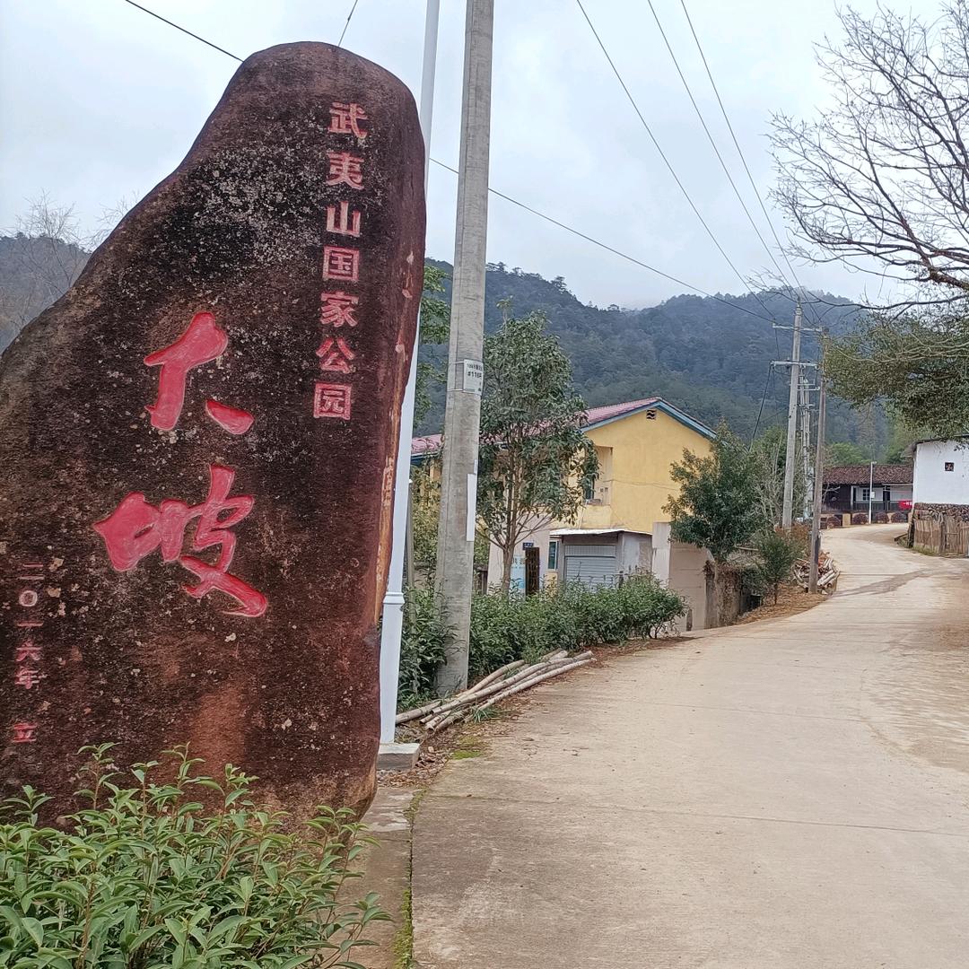武夷山保护区·荒野茶