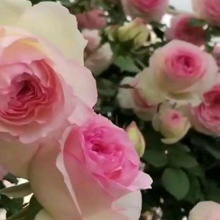 如皋华夏花卉南阳月季