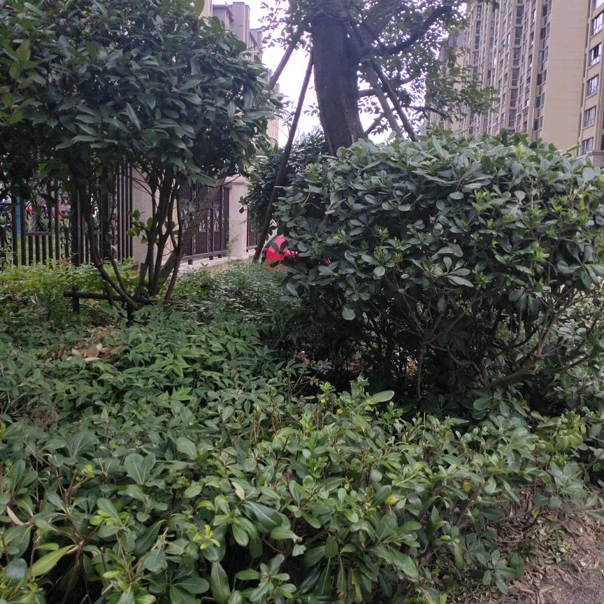 小样儿