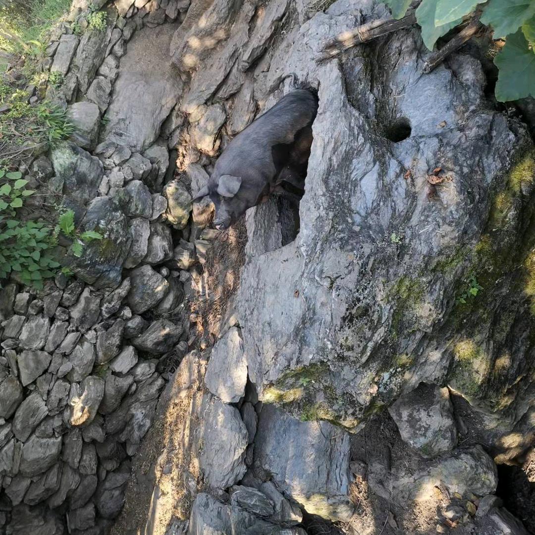 土猪大户