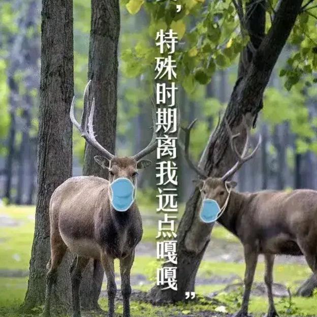 苏大强推荐官