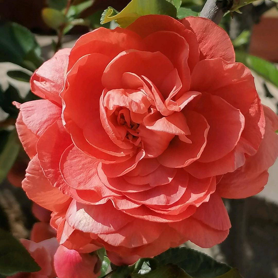 面向大海，春暖花开。